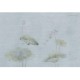 Lusoluxe Imperial | Lotus Ink Wash