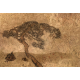 Lusoluxe Imperial | Tree Antique Art