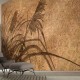 Lusoluxe Imperial | Whispering Grass