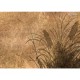 Lusoluxe Imperial | Whispering Grass