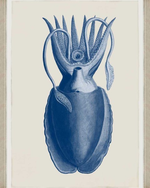 MINDTHEGAP | CUTTLEFISH BLUE BY SEBA | FA12800