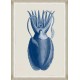 MINDTHEGAP | CUTTLEFISH BLUE BY SEBA | FA12800