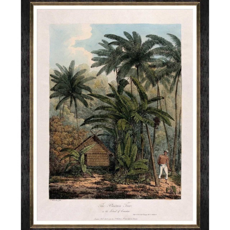 MINDTHEGAP | TREES OF KRAKATOA Framed Art