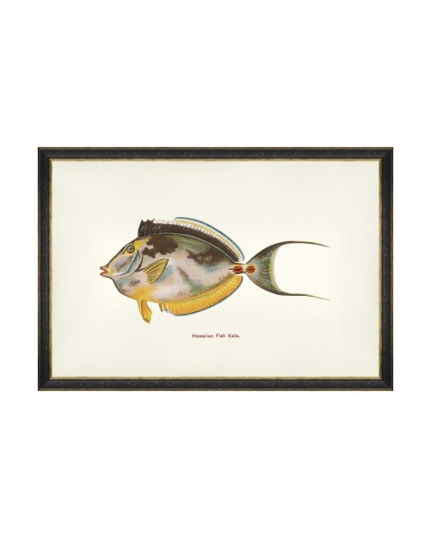 MINDTHEGAP | FISHES OF HAWAII Framed Art