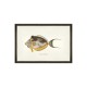 MINDTHEGAP | FISHES OF HAWAII Framed Art