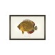 MINDTHEGAP | FISHES OF HAWAII Framed Art