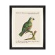 MINDTHEGAP | PARROTS OF BRAZIL Framed Art