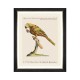 MINDTHEGAP | PARROTS OF BRAZIL Framed Art