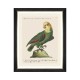 MINDTHEGAP | PARROTS OF BRAZIL Framed Art