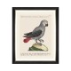 MINDTHEGAP | PARROTS OF BRAZIL Framed Art