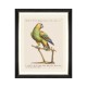 MINDTHEGAP | PARROTS OF BRAZIL Framed Art