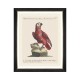 MINDTHEGAP | PARROTS OF BRAZIL Framed Art