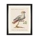 MINDTHEGAP | PARROTS OF BRAZIL Framed Art
