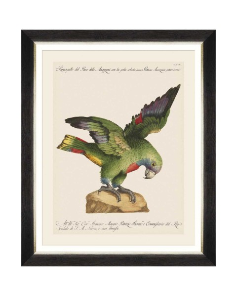 MINDTHEGAP | PARROTS OF BRAZIL Framed Art