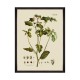 MINDTHEGAP | BOTANICAL Framed Art