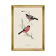 MINDTHEGAP | BIRDS Framed Art