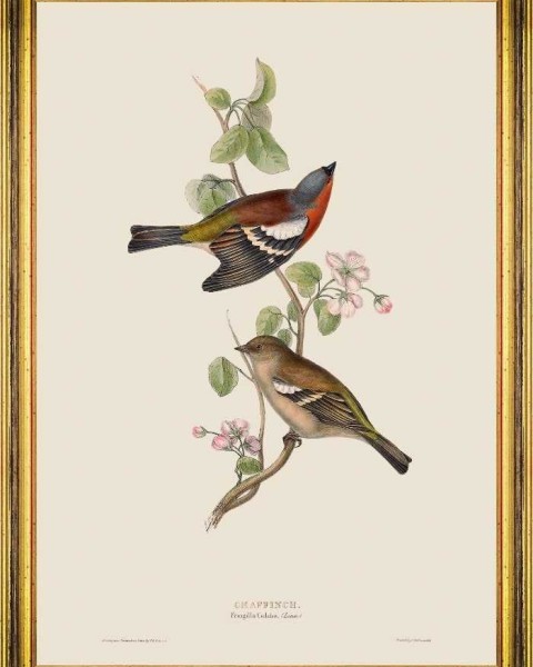 MINDTHEGAP | BIRDS Framed Art