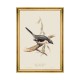 MINDTHEGAP | BIRDS Framed Art