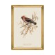 MINDTHEGAP | BIRDS Framed Art