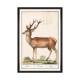 MINDTHEGAP | CERVUS | FA13239