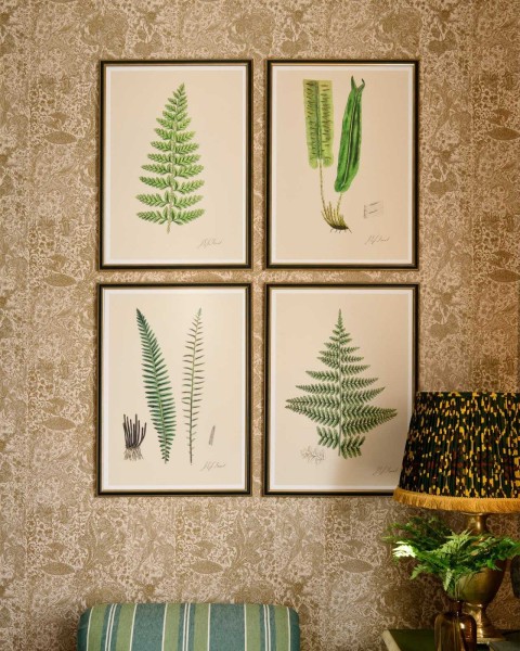 MINDTHEGAP | FERNS Framed Art