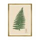 MINDTHEGAP | FERNS Framed Art