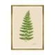MINDTHEGAP | FERNS Framed Art