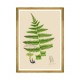 MINDTHEGAP | FERNS Framed Art