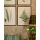 MINDTHEGAP | FERNS Framed Art