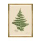 MINDTHEGAP | FERNS Framed Art