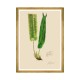 MINDTHEGAP | FERNS Framed Art
