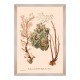 MINDTHEGAP | DELICIAE NATURAE Framed Art