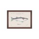MINDTHEGAP | MEDITERRANEAN FISH Framed Art by F Clark