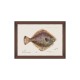 MINDTHEGAP | MEDITERRANEAN FISH Framed Art by F Clark