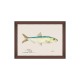 MINDTHEGAP | MEDITERRANEAN FISH Framed Art by F Clark