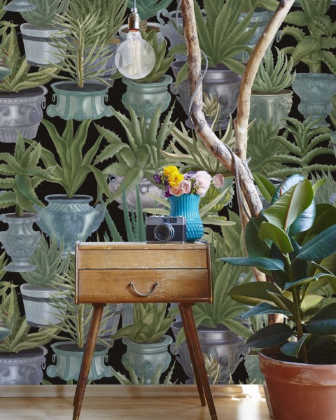 MINDTHEGAP | Echeveria | WP20163