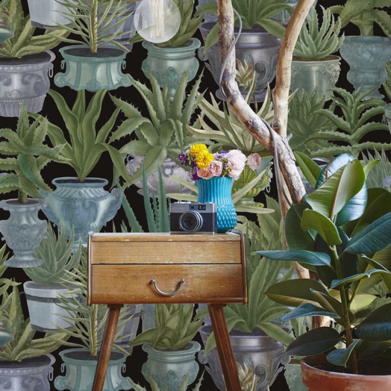 MINDTHEGAP | Echeveria | WP20163
