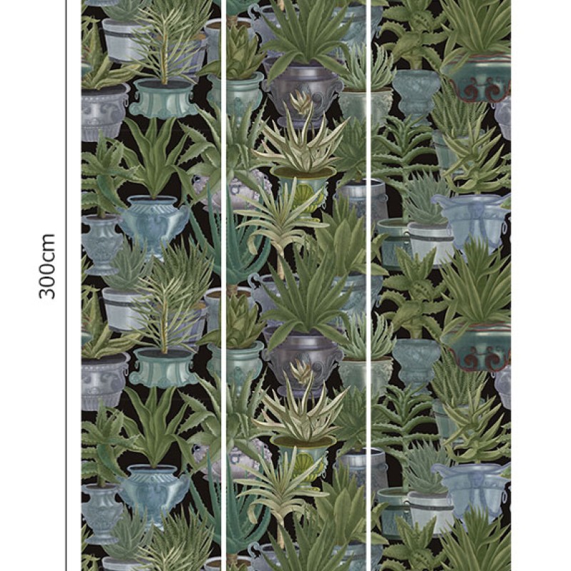 MINDTHEGAP | Echeveria | WP20163