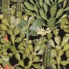MINDTHEGAP | Opuntia Anthracite | WP20165