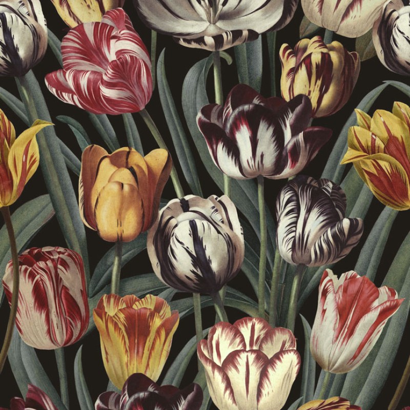 MINDTHEGAP | Tulipa Dark | WP20177