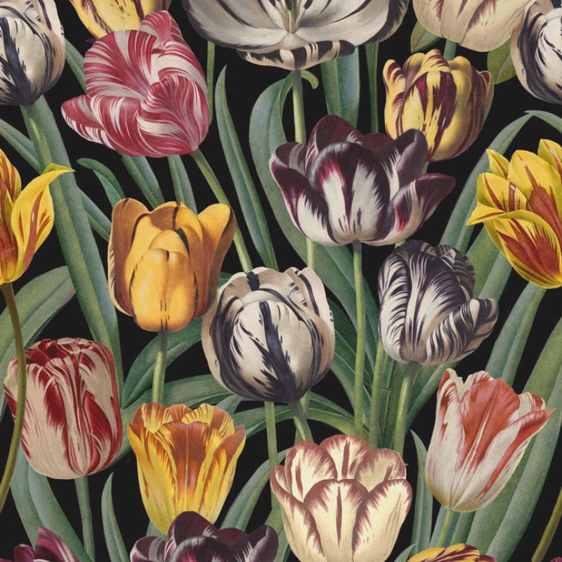 MINDTHEGAP | Tulipa | WP20178