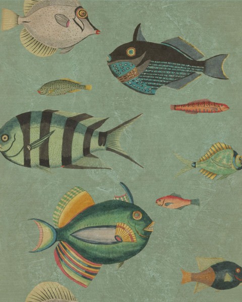 MINDTHEGAP | Poissons | WP20181