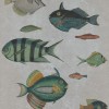 MINDTHEGAP | Poissons Grey | WP20182