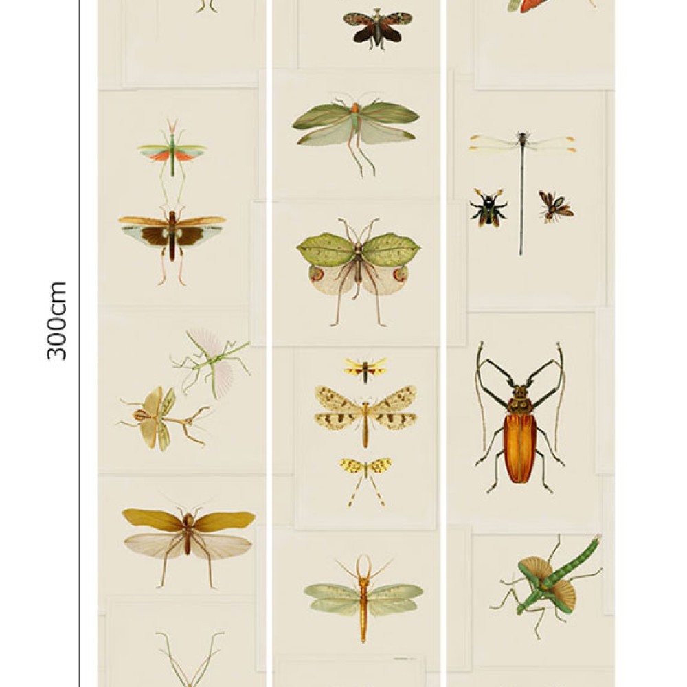 MINDTHEGAP | Entomology | WP20233