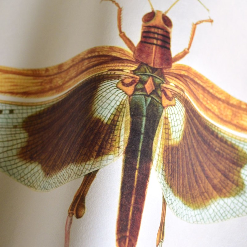 MINDTHEGAP | Entomology | WP20233