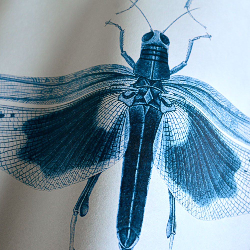 MINDTHEGAP | Entomology Blue | WP20235