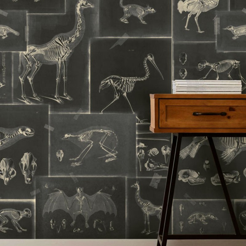 MINDTHEGAP | Zooarchaeology Anthracite | WP20237