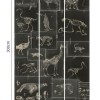MINDTHEGAP | Zooarchaeology Anthracite | WP20237