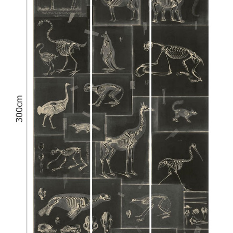 MINDTHEGAP | Zooarchaeology Anthracite | WP20237