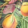 MINDTHEGAP | The Wallpaper Compendium | LUSCIOUS FLORA | WP20518